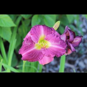 Meet your Posher, Noy